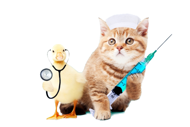 Dokter Hewan dan Sahabat Anabul Pet Rara